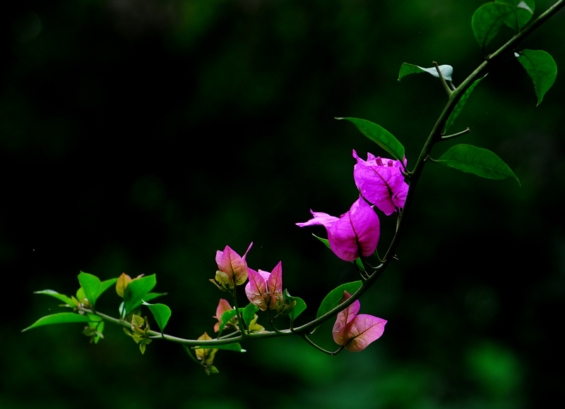 三角梅 摄影 南方蜜蜂