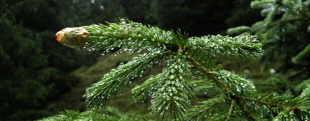 雨露 摄影 久月久