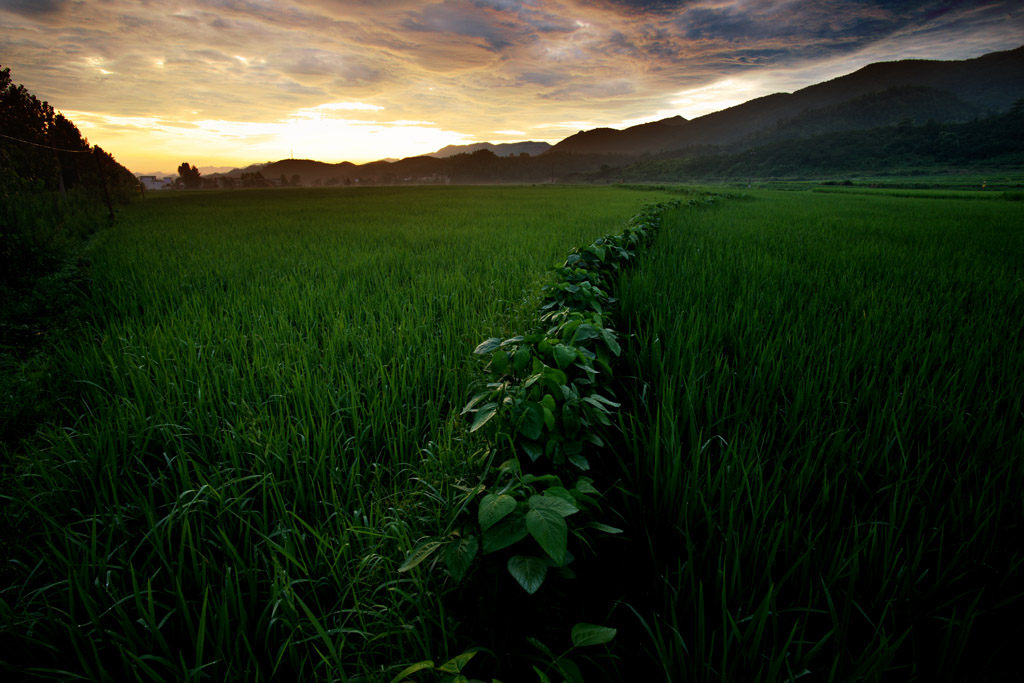 田野的早晨 摄影 风雨太阳