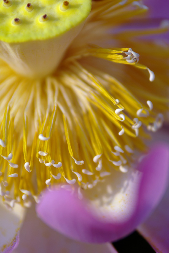 芯花怒放 摄影 昊儿