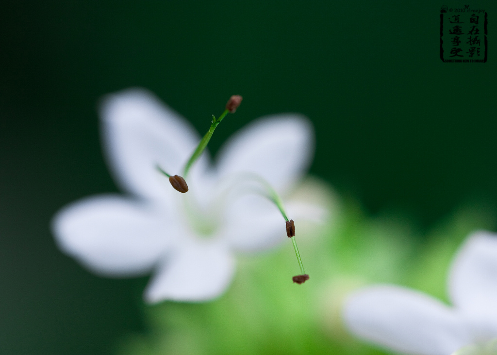 花蕊三两点 摄影 自在逍遥