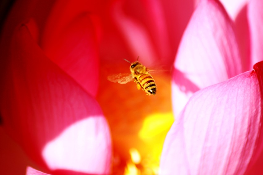 蜜蜂明悟莲花 摄影 凡成