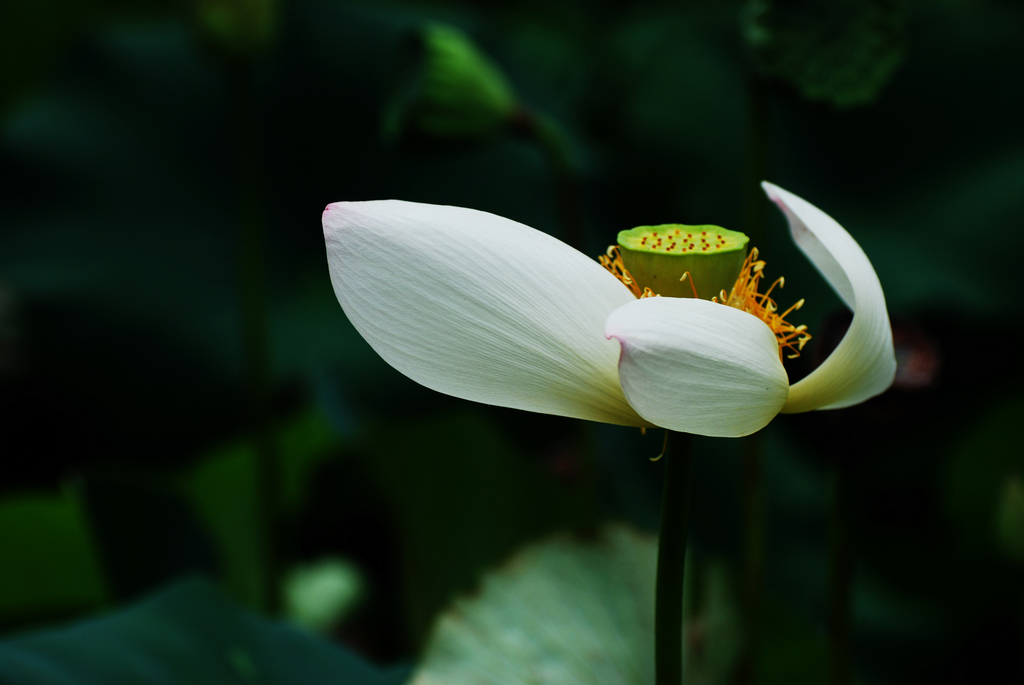 荷韵 摄影 山中无虎