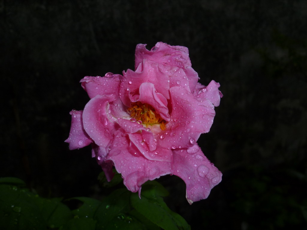 雨后茶花 摄影 月色未央