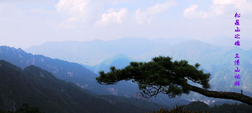 松是大山魂 摄影 变异草