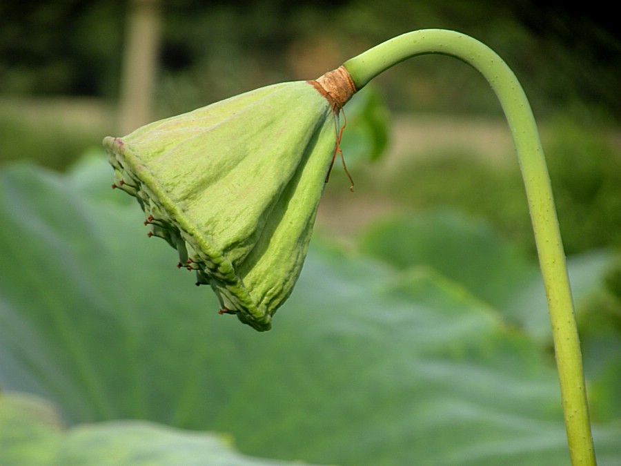 荷灯 摄影 盛夏明月