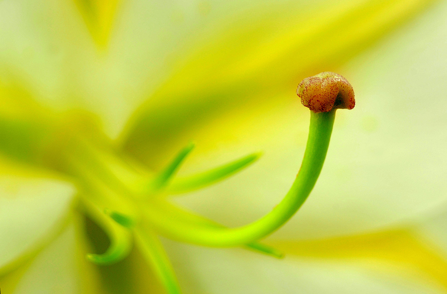 花蕊 摄影 老牛啦