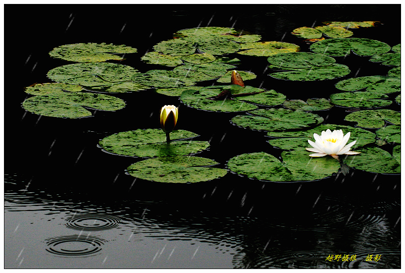 雨莲 摄影 越野摄狼