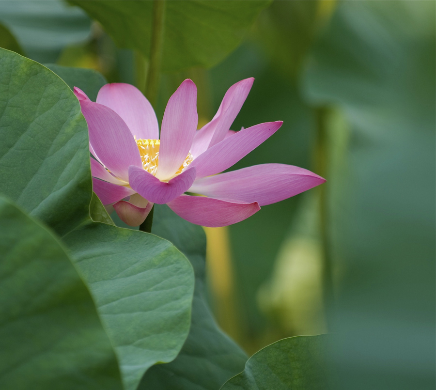 绿叶掩荷花更红 摄影 艺韵