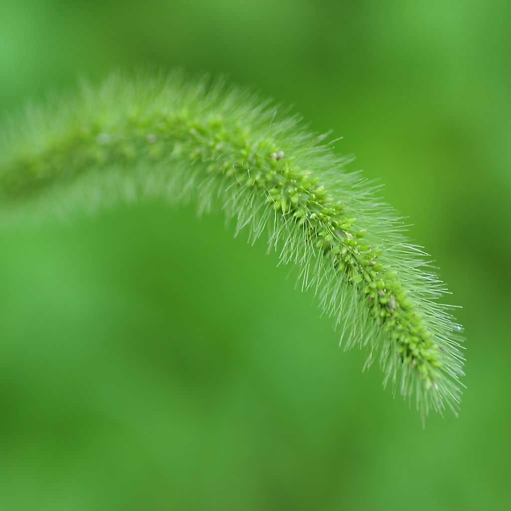 小草 摄影 宏光