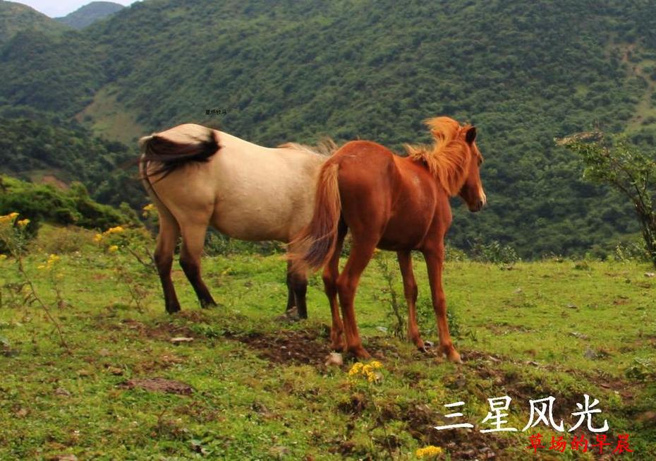 草场上的枣红马 摄影 左手倒影