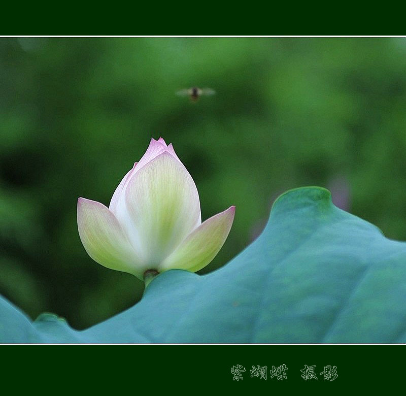 又见荷花 摄影 紫蝴蝶