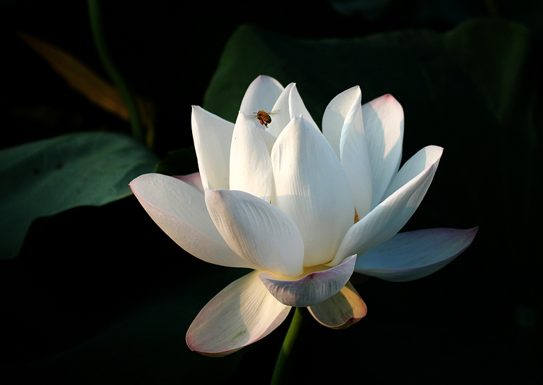 学拍荷花 摄影 寻觅梦幻