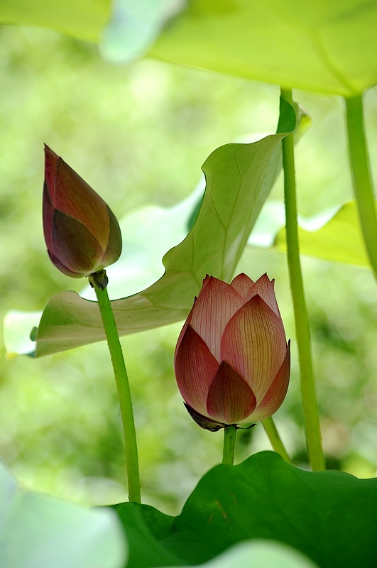 荷花 2010（32） 摄影 心有芊芊