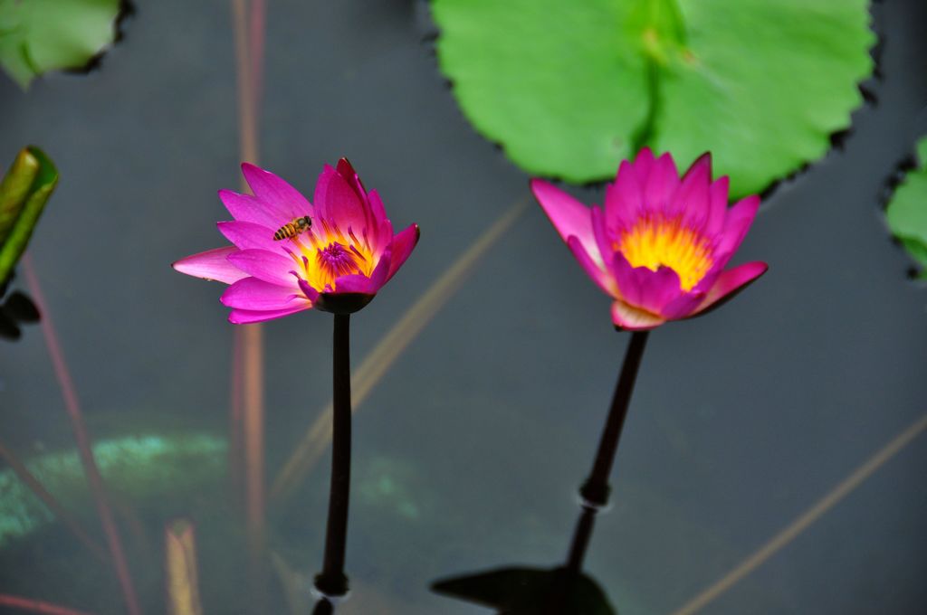 蜂恋花 摄影 新悟源