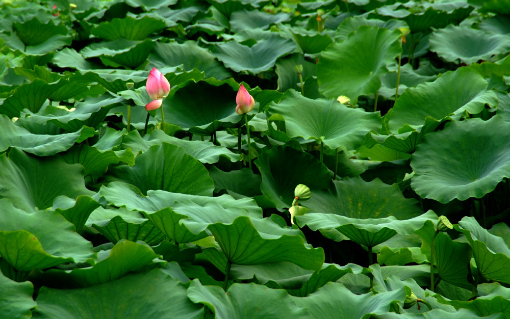 夏荷 摄影 theone2006