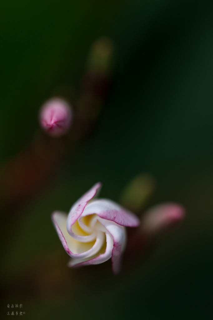 花儿慢慢开 摄影 自在逍遥