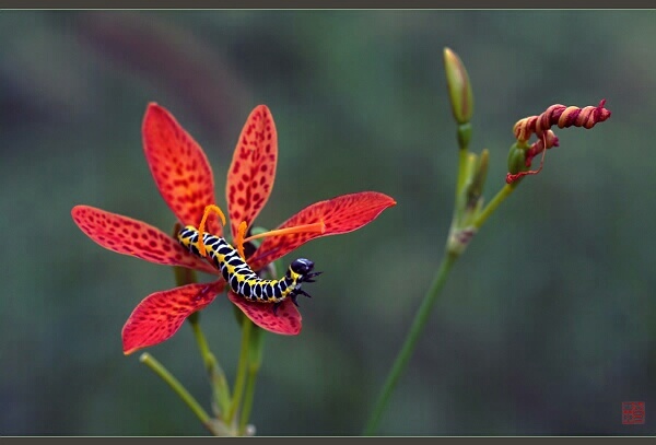 花、虫 摄影 老森