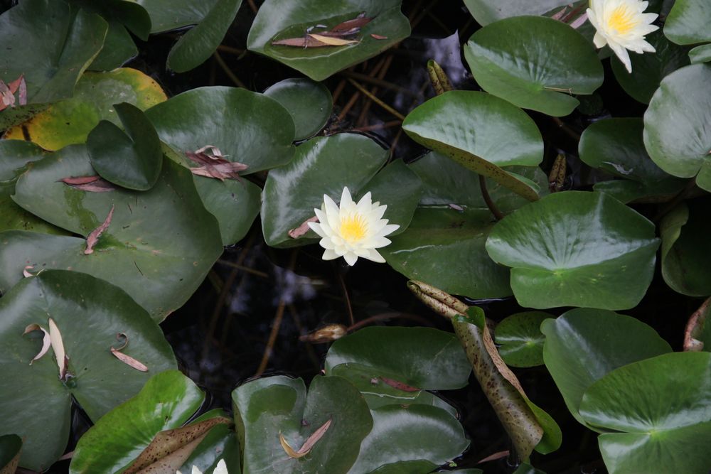 出水芙蓉 摄影 Tina小精灵