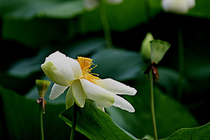 荷 摄影 游居