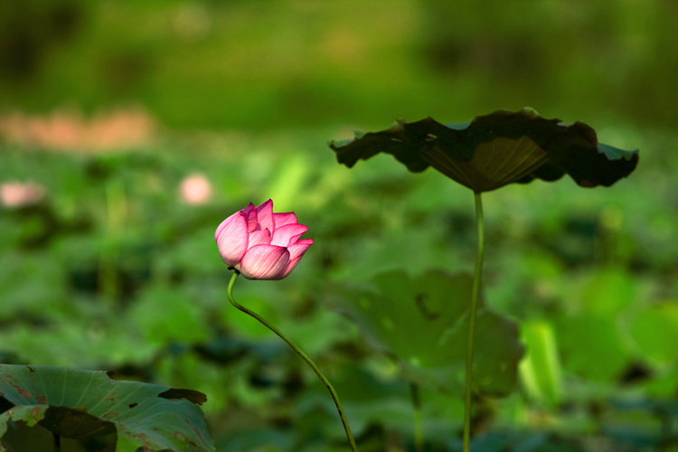 对话（1） 摄影 悠悠我心0907