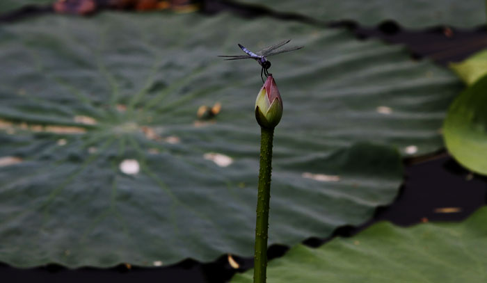 小荷才露尖尖角 早有蜻蜓立上头 摄影 野马子