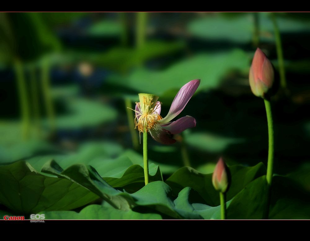 荷韵 摄影 月儿湾湾