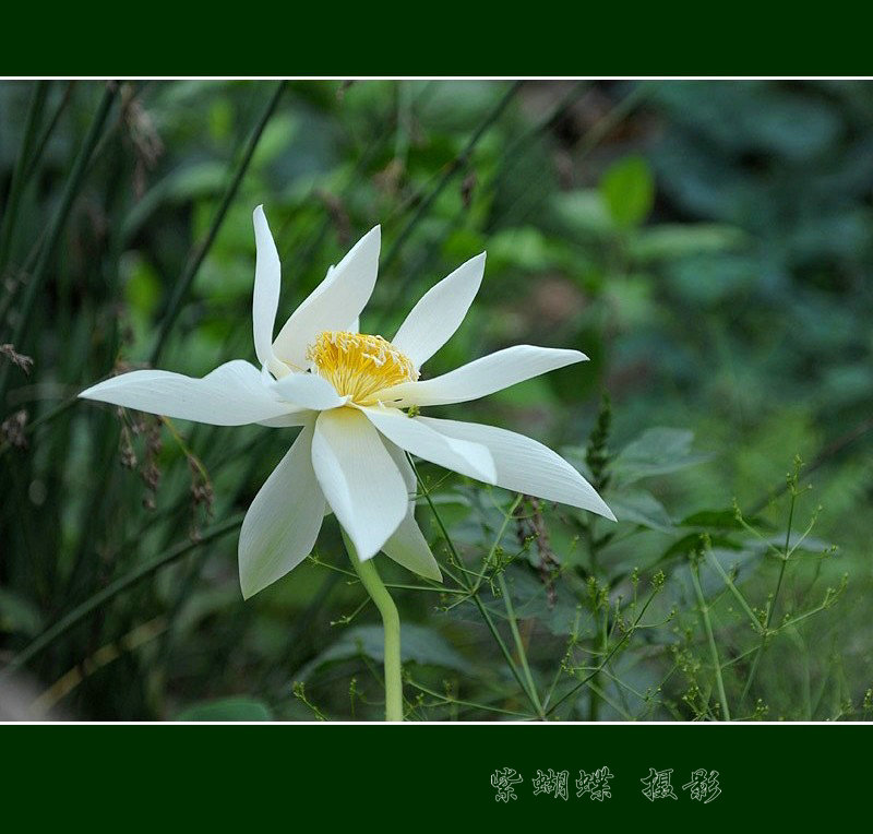 又见荷花 摄影 紫蝴蝶