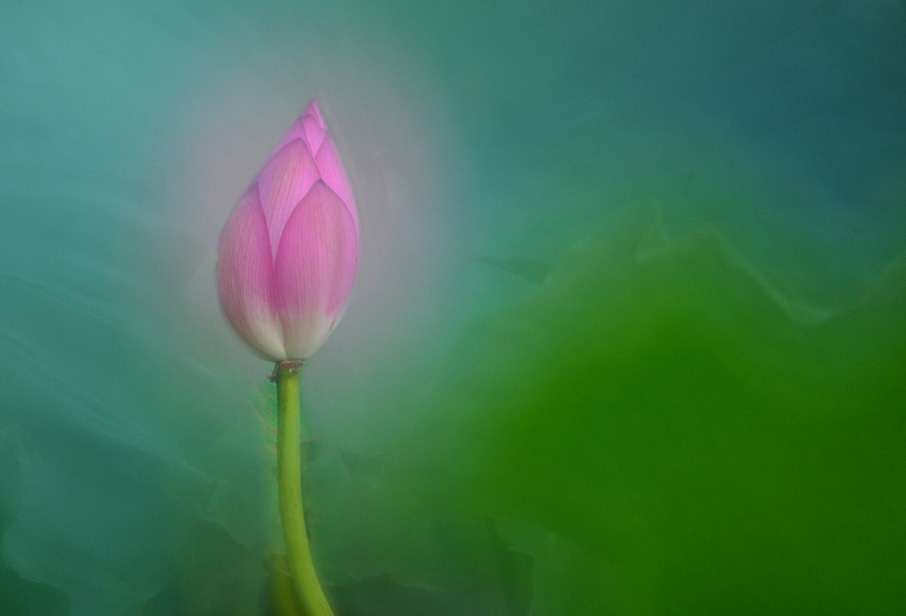 《荷花仙子》 摄影 秋风秋雨