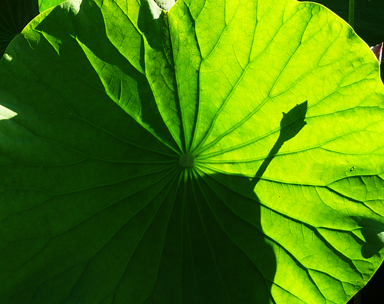 静思 摄影 天机