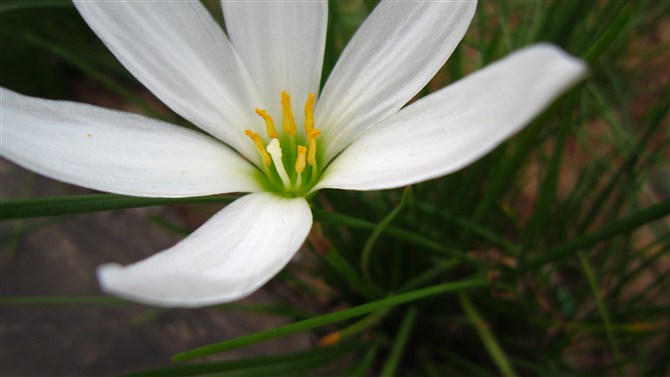 无名小花 摄影 郁闷de狗狗