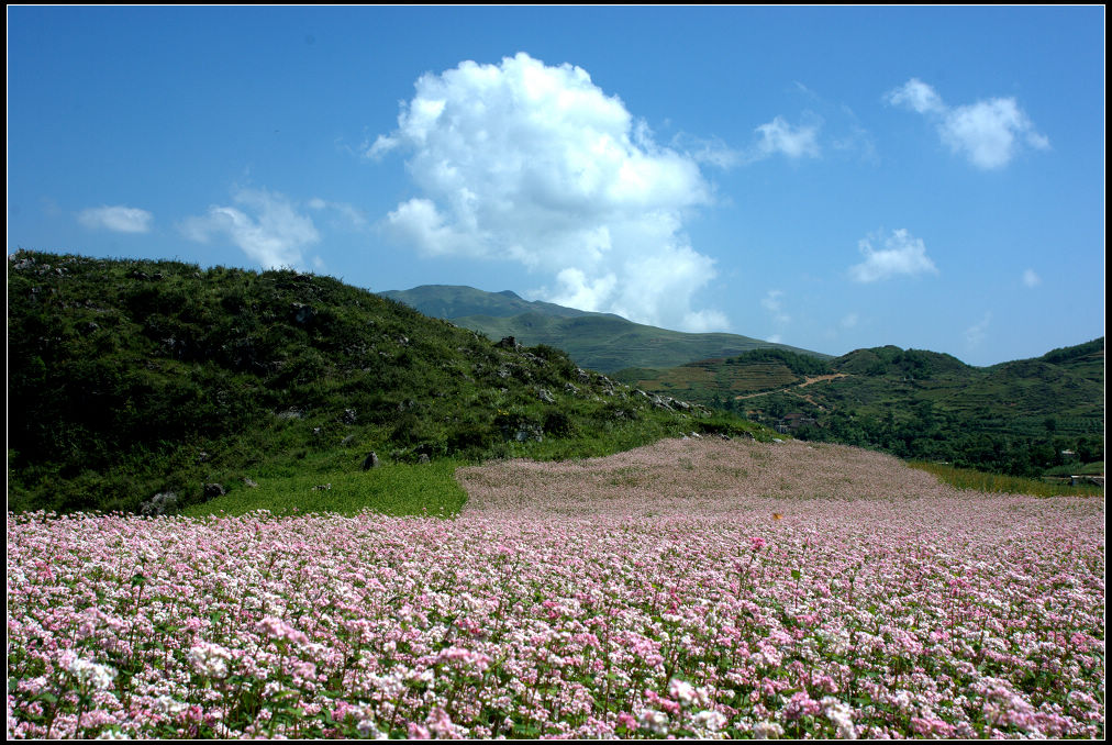 荞花飘香[大关风光---之五] 摄影 孤独的牜