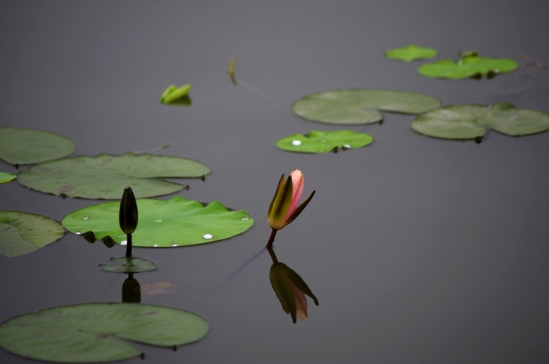 莲花(2010)十七 摄影 心有芊芊