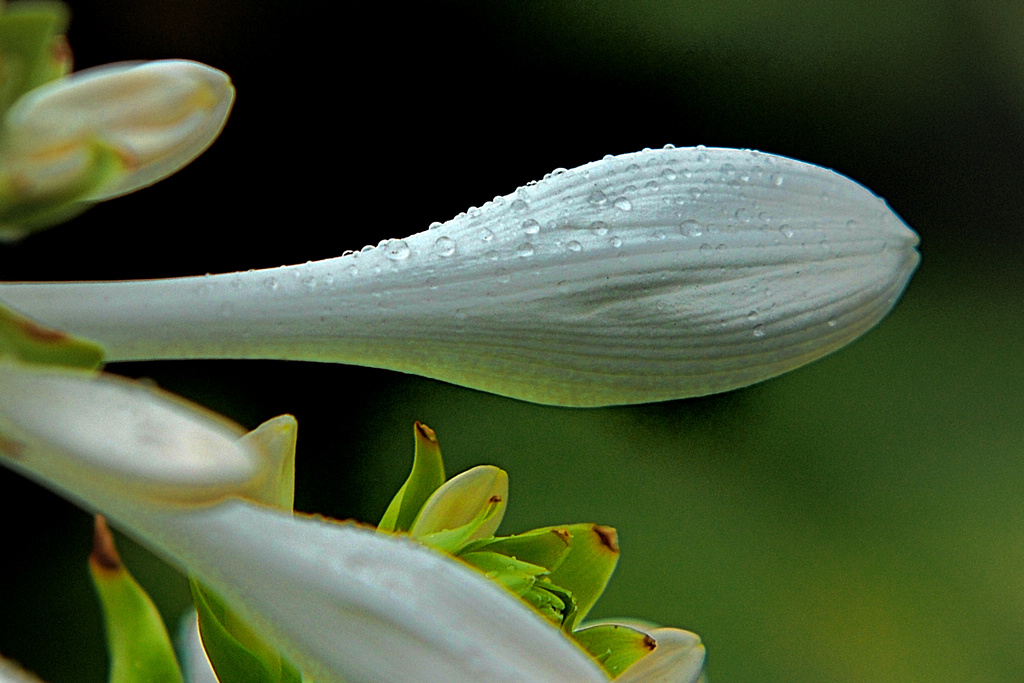 秋  雨  芭  兰 摄影 ZUZI