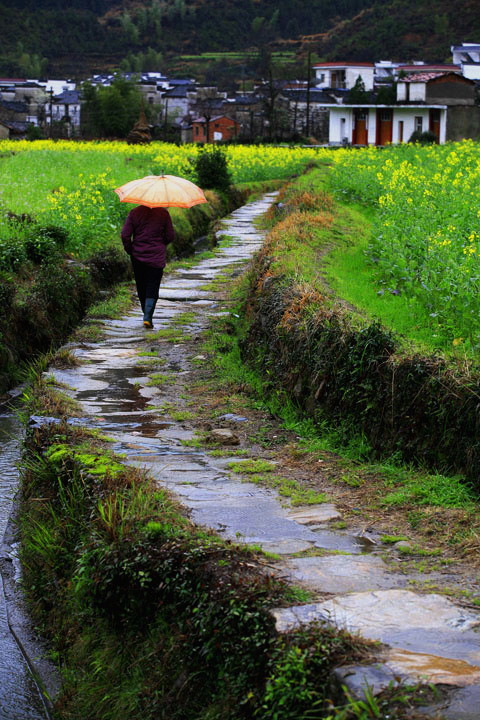 在雨中...... 摄影 感觉优先YJL