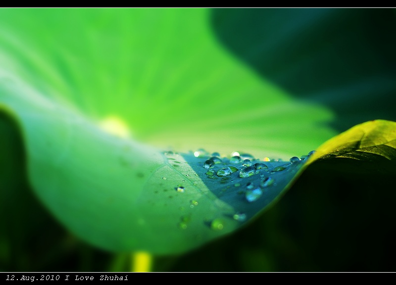 Dewdrops on lotus leaf 摄影 andyliu1977