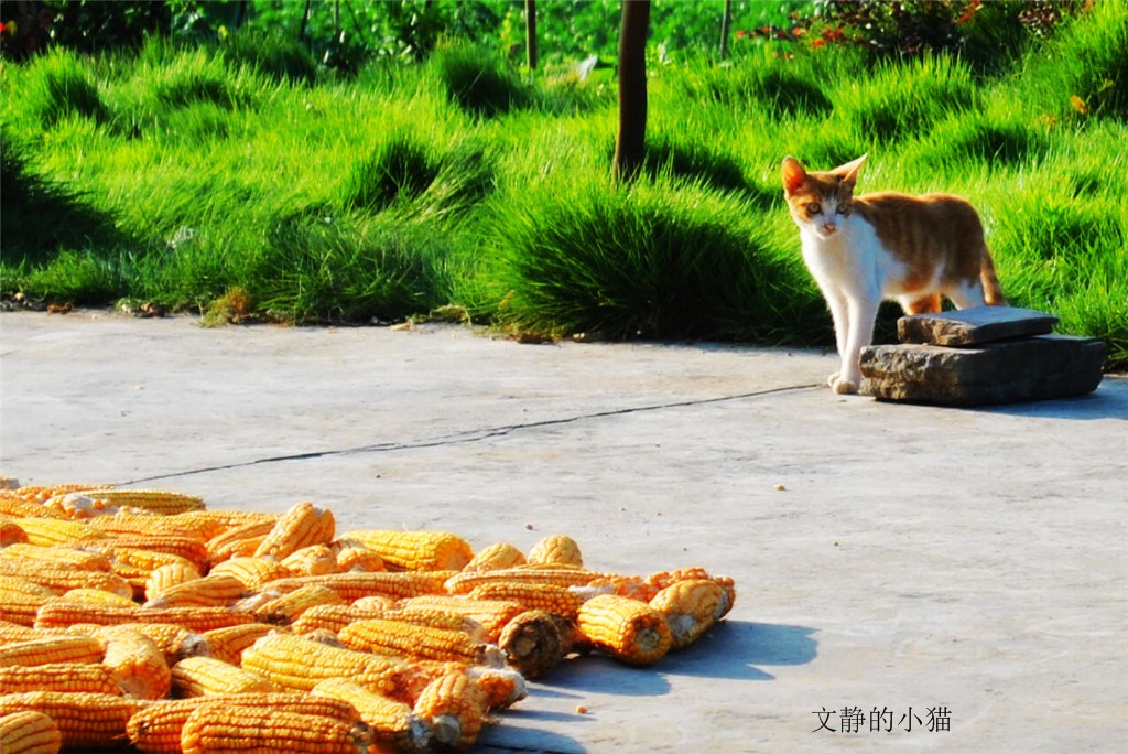 小猫 摄影 漫天雪