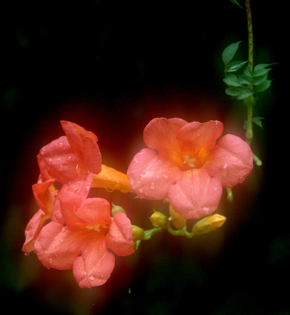 花 摄影 芥子