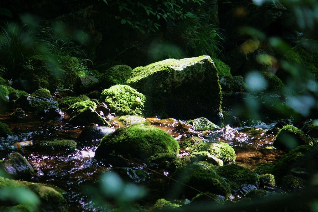 梦幻小溪 摄影 崆峒山人