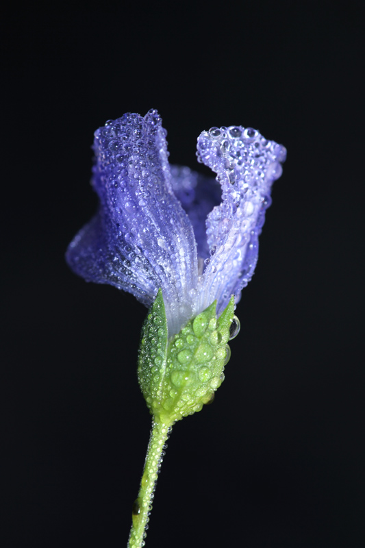 水晶亚麻花 摄影 黑土情人