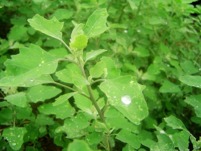 雨中 摄影 槐杨柳