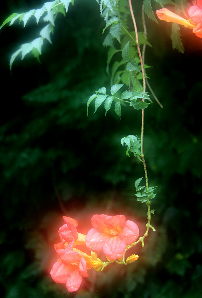 花 摄影 芥子