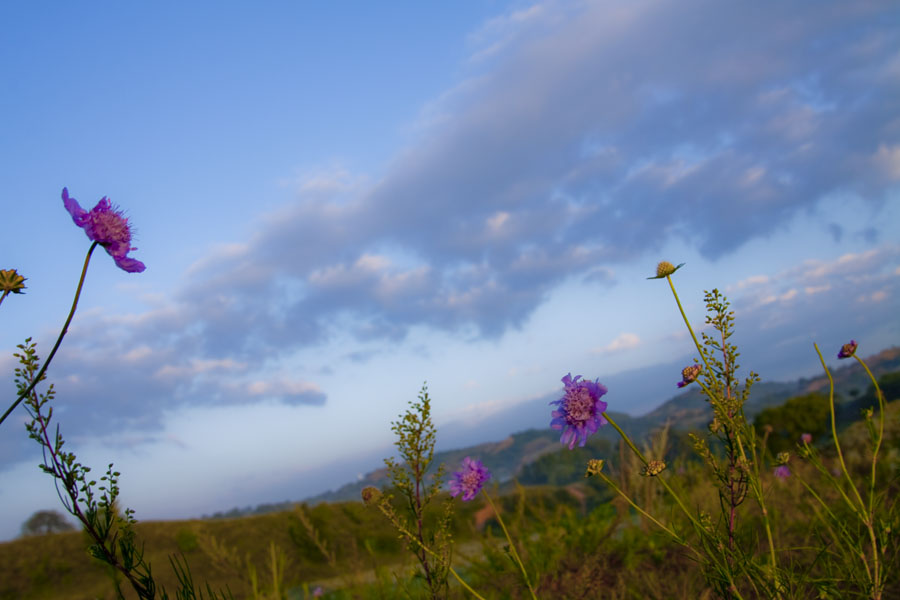 野花的天空 摄影 盛夏果实72