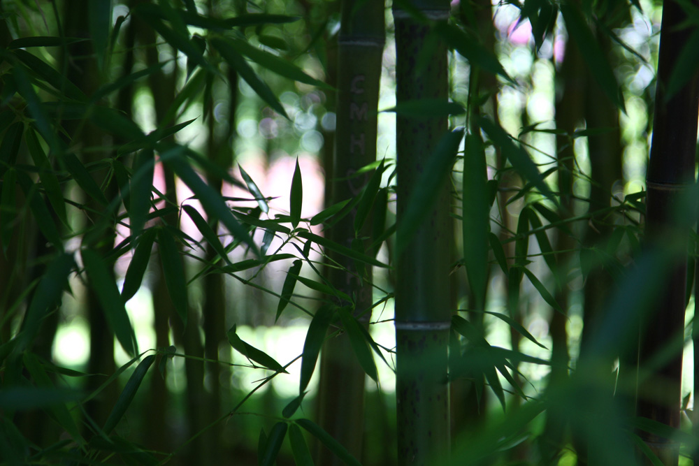 竹 摄影 ghtiger