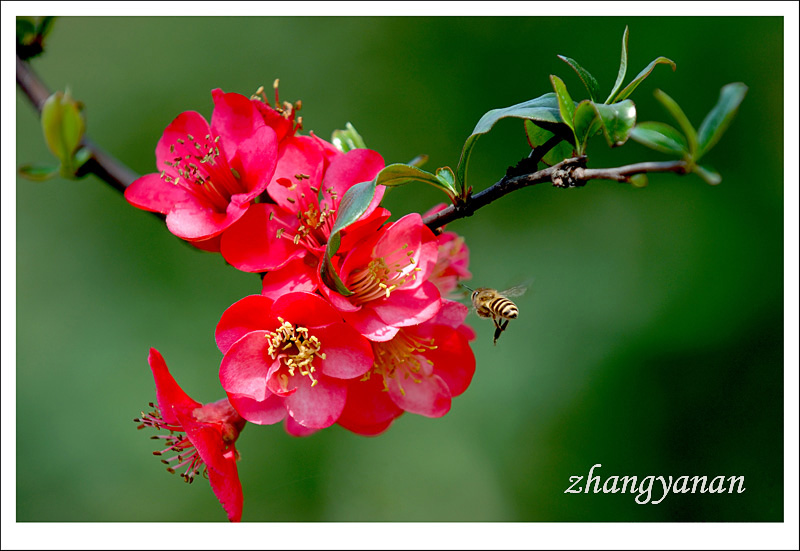 花之蜜 摄影 楠松林