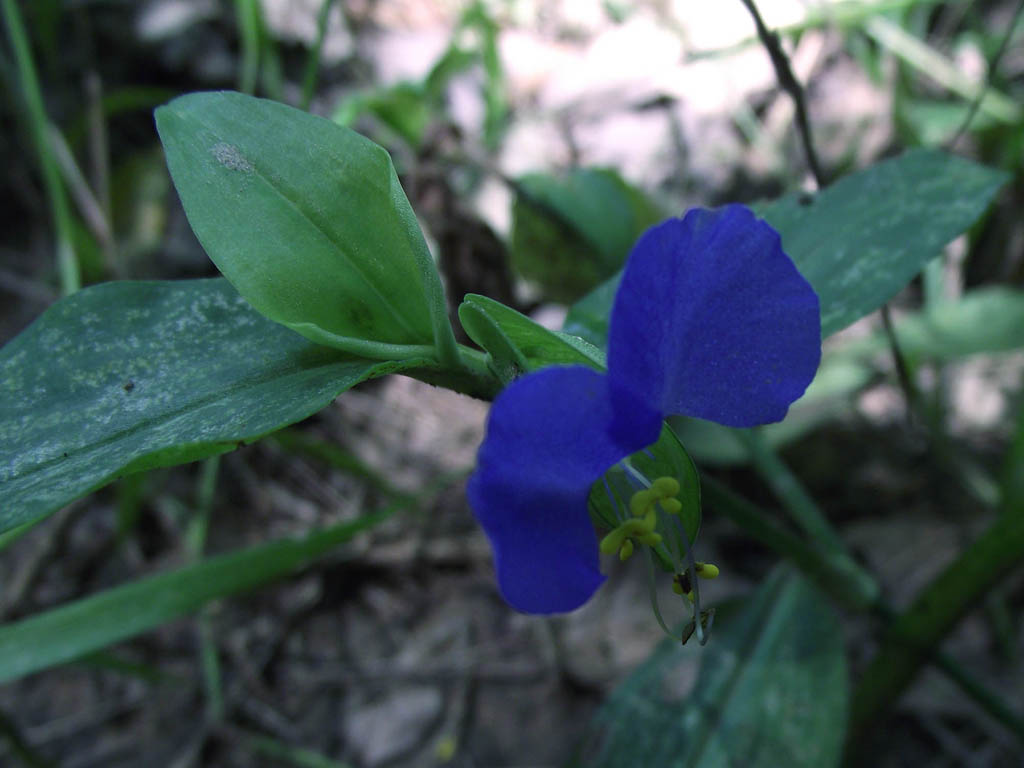 这花儿叫什么？ 摄影 lihui345