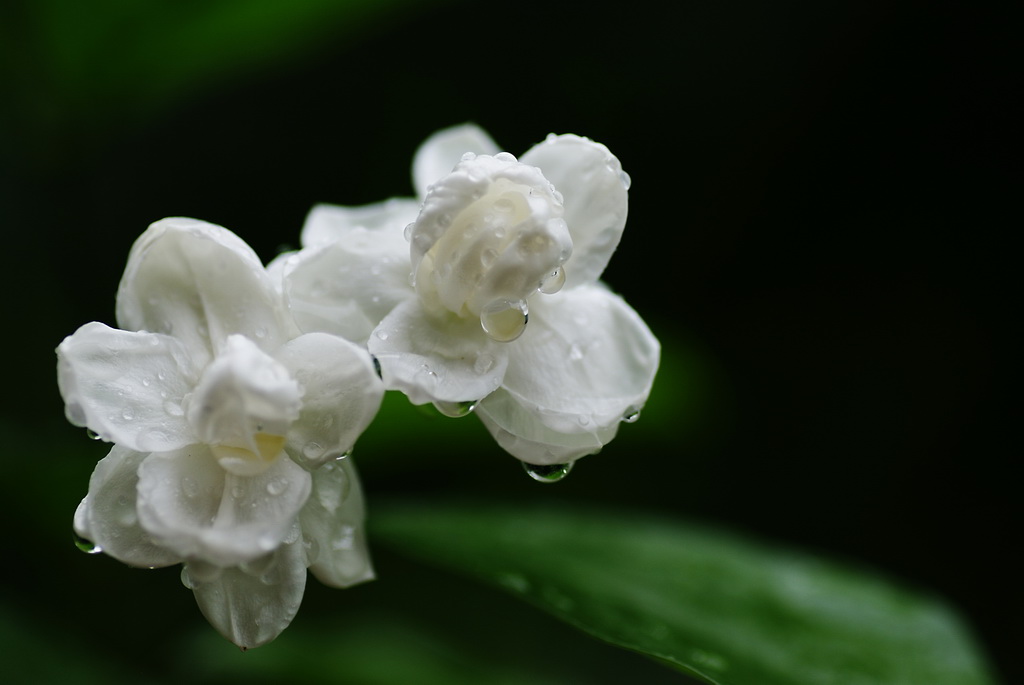 茉莉花 摄影 宏光