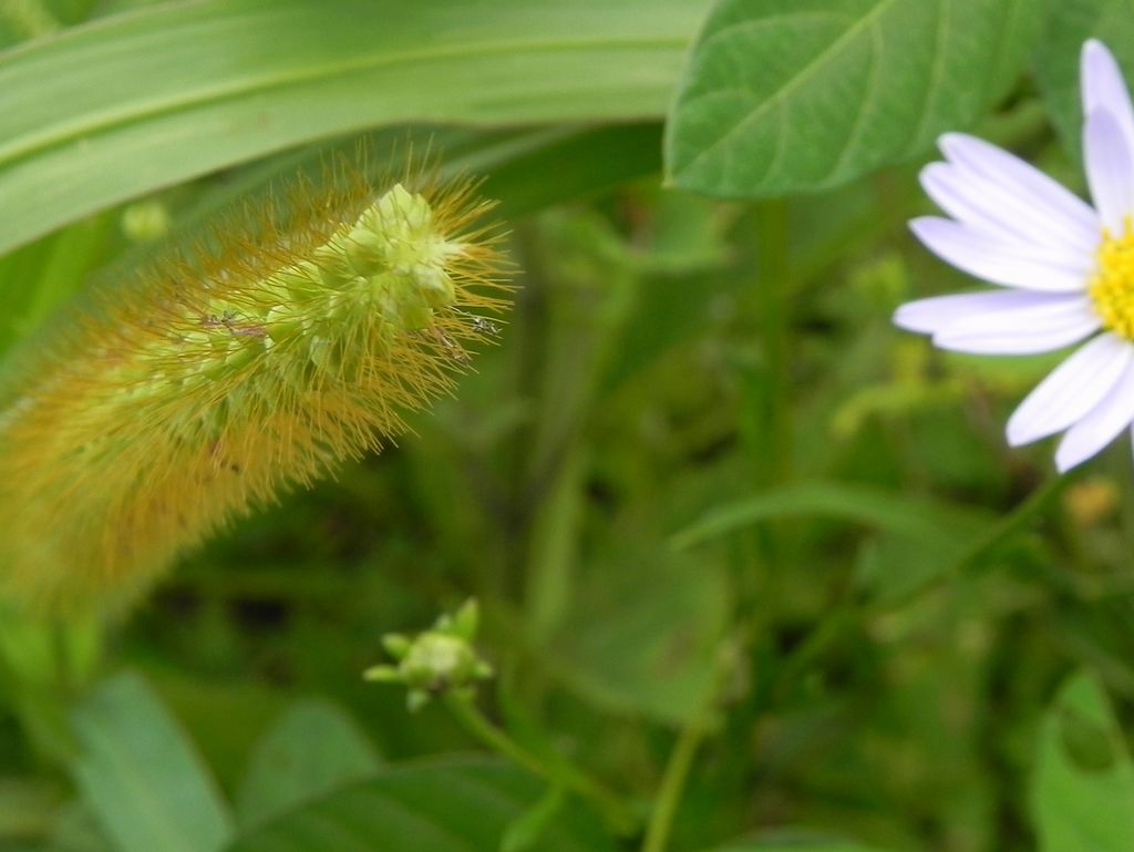 我是无人知道的小草 摄影 巩全德