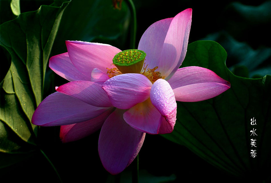 出水芙蓉 摄影 少城清风