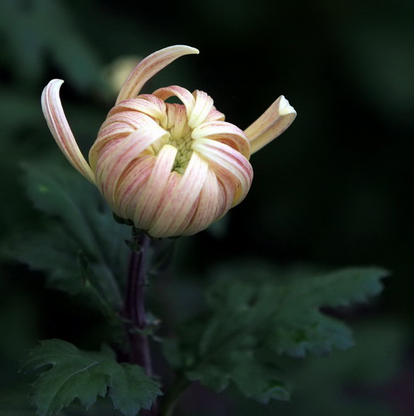 菊1 摄影 麦子1018